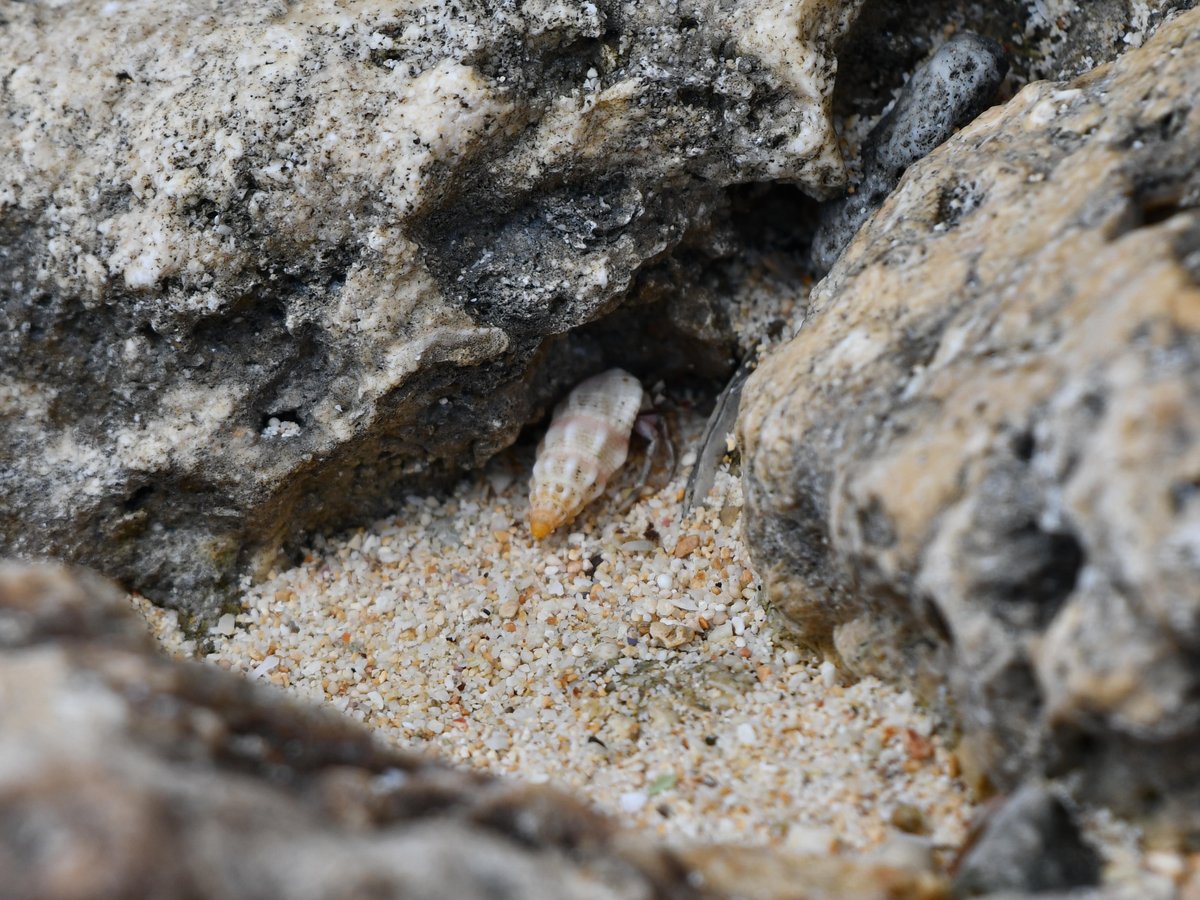 #75:
          Unidentified Hermit Crab, Okinawa.
          f/ at mm - Shutter Speed: - ISO: